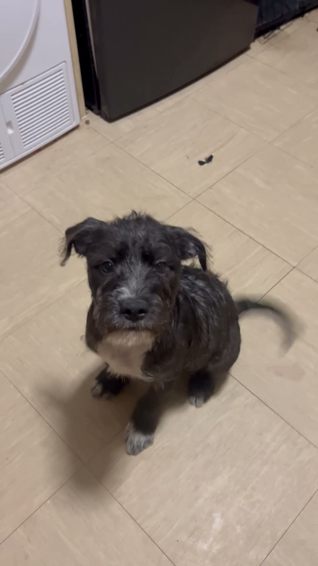 Mixed Breed dogs for sale: Last Pup Seeking Forever Home - Video 1