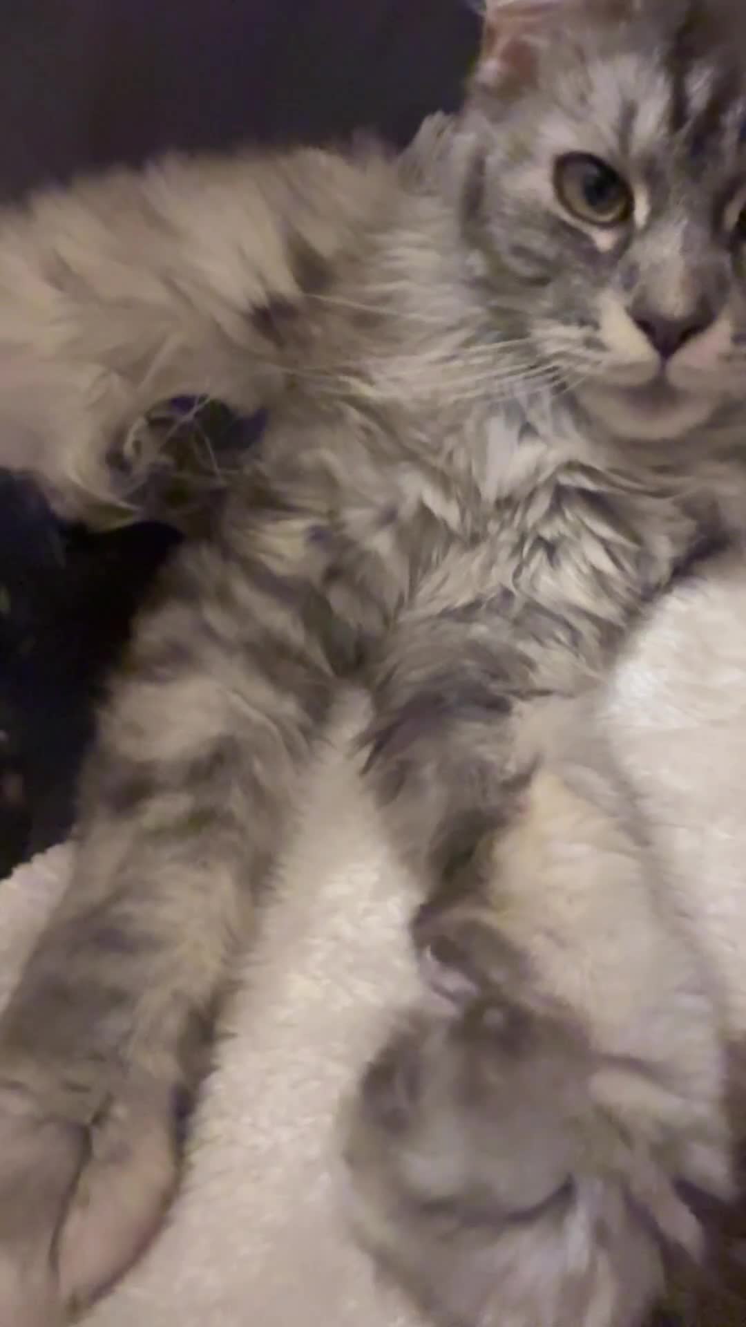 Maine Coon cats for sale: Amazing Main Coon Kittens  - Video 1