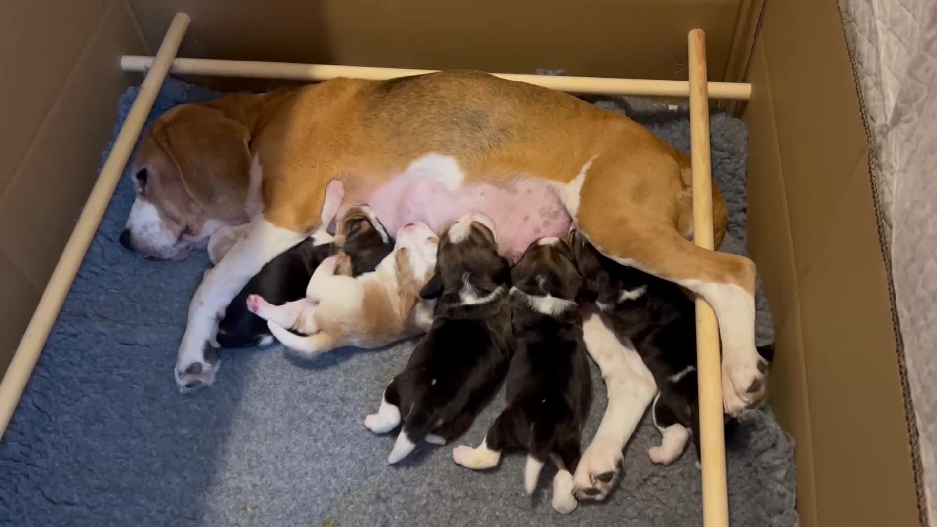Beagle dogs for sale: Only 1 boy KC Registered Top Quality Beagle Puppy - Video 1
