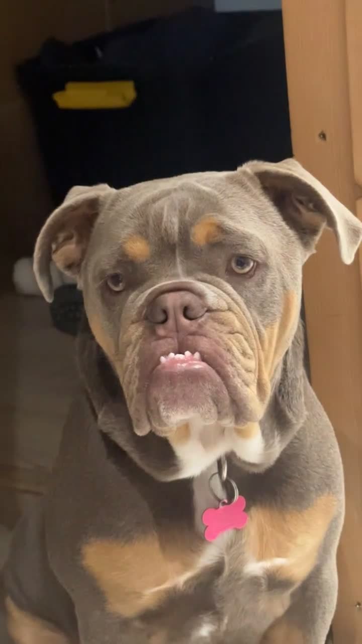 English Bulldog dogs for sale: KC Registered English Bulldog in Clacton-on-Sea - Video 1