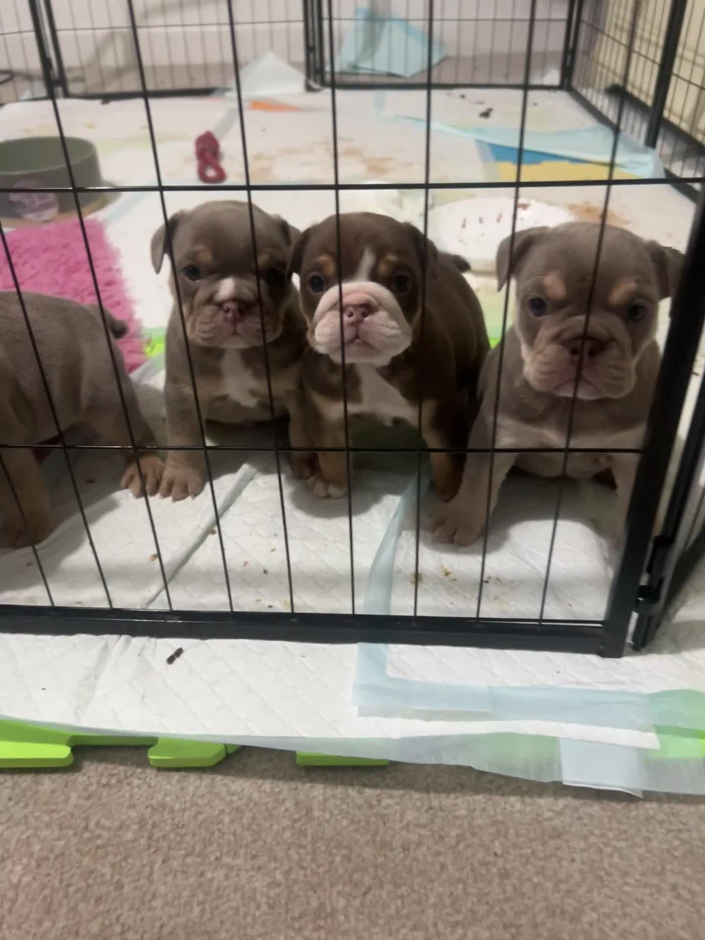 English Bulldog dogs for sale: KC Registered English Bulldog Puppies in Glasgow - Video 1