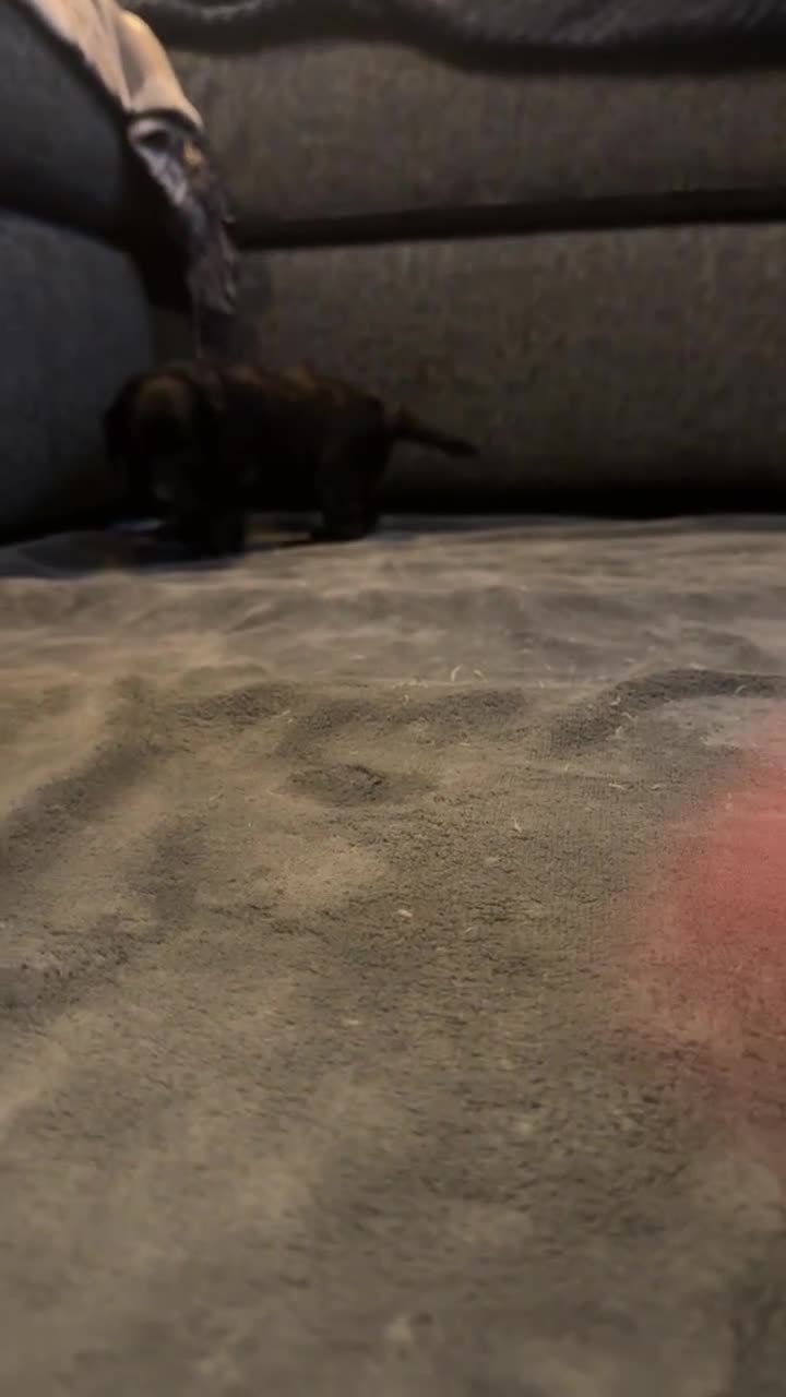 Cockapoo dogs for sale: Mini Cockerpoo puppies - Video 2