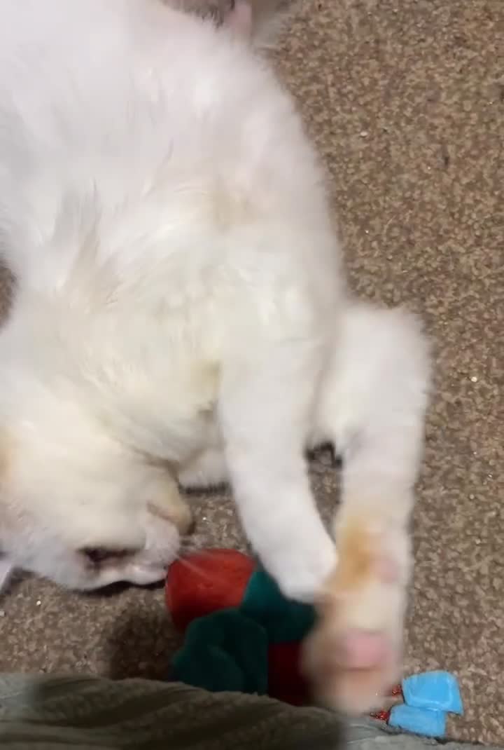 Domestic Shorthair cats for sale: Sweet Cat to Rehome (Read Description) - Video 2
