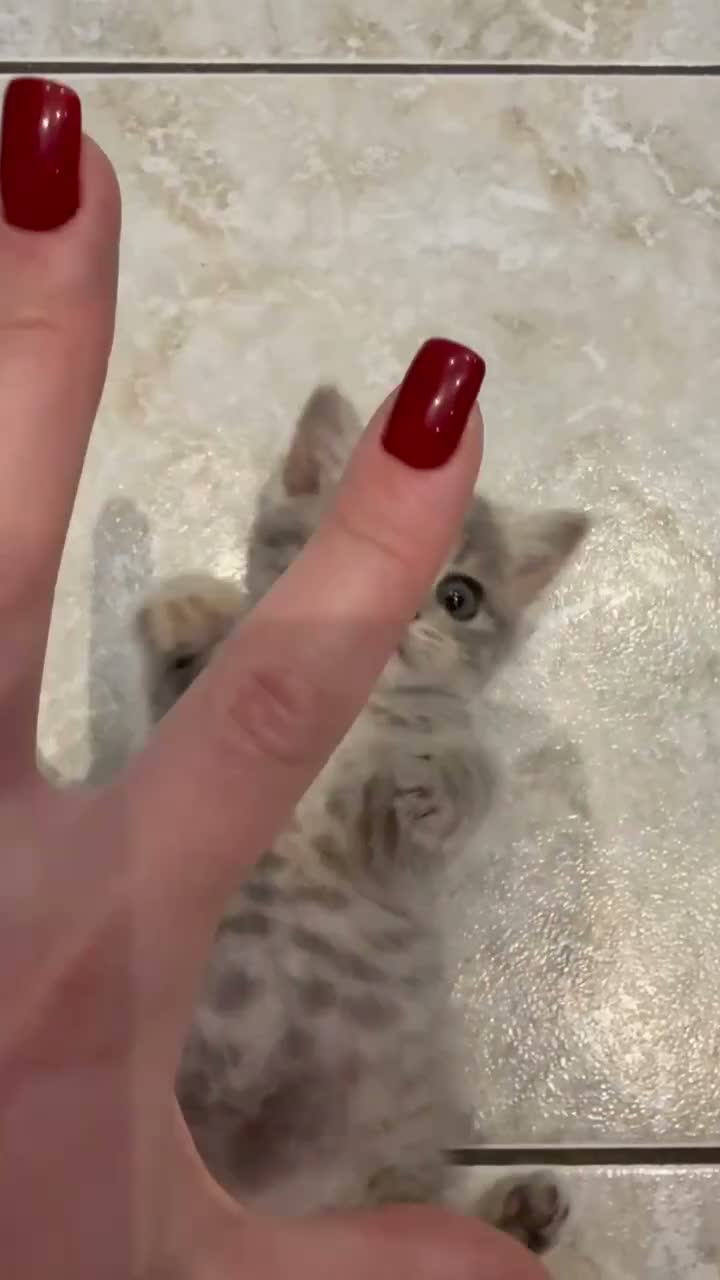 Scottish Fold cats for sale: Scotish fold cross Scottish straight adorable🥰 😻 - Video 5