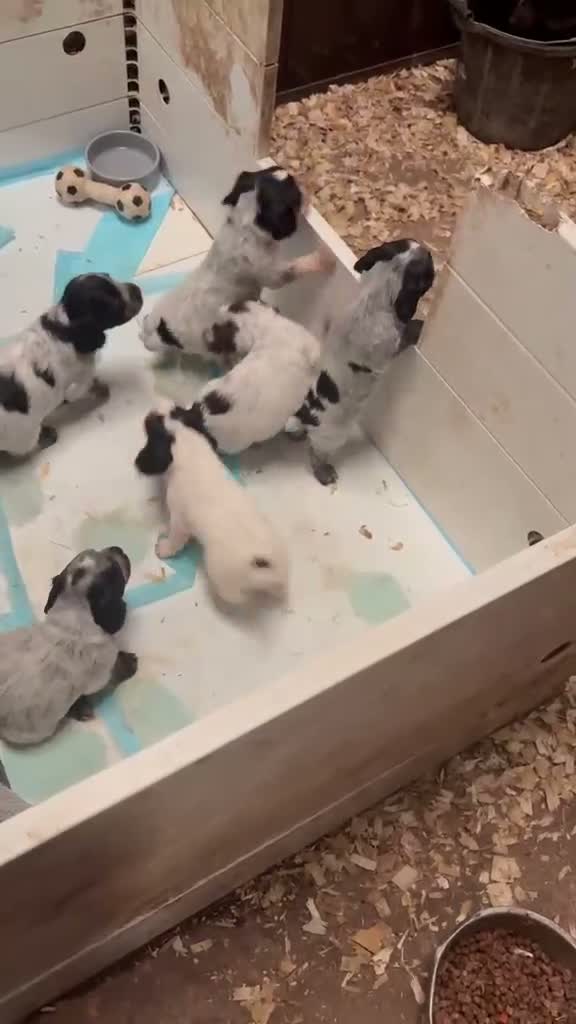 Cocker Spaniel dogs for sale: Cocker puppies  - Video 1
