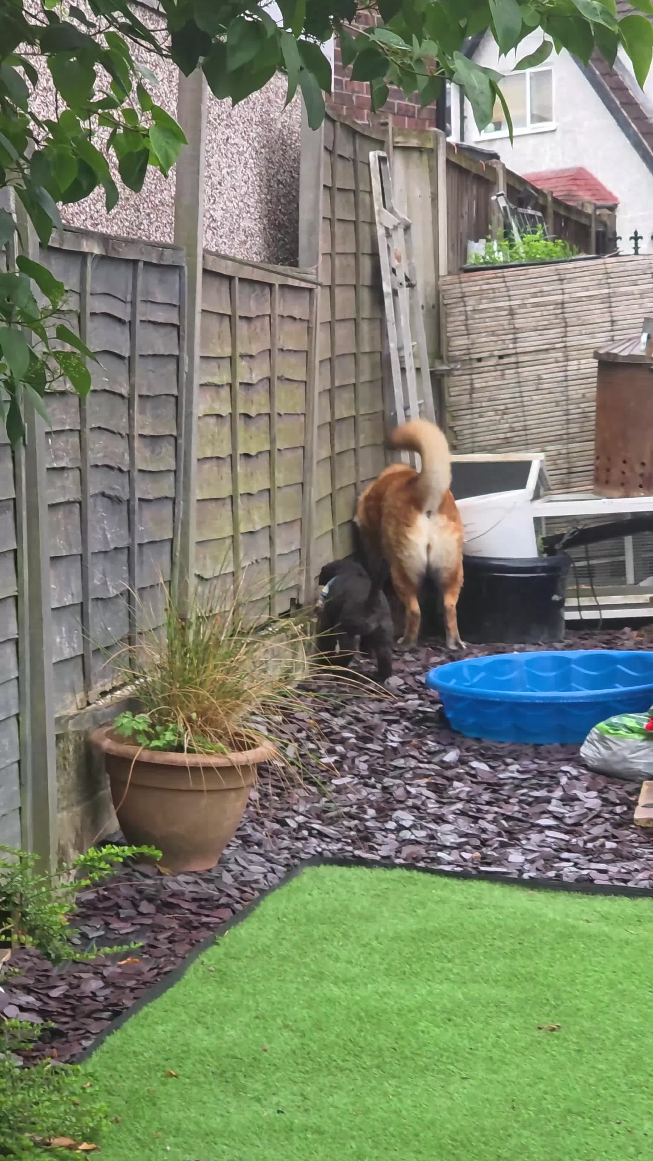 Mixed Breed dogs for sale: German Shepherd x Akita rehoming in Nottingham - Video 1