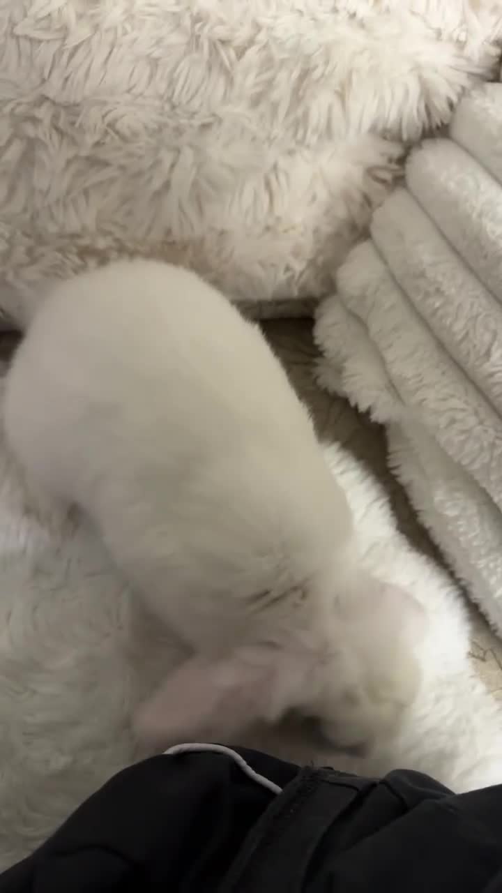 Mini Lop rabbits for sale: Mini lop 13 weeks - Video 3