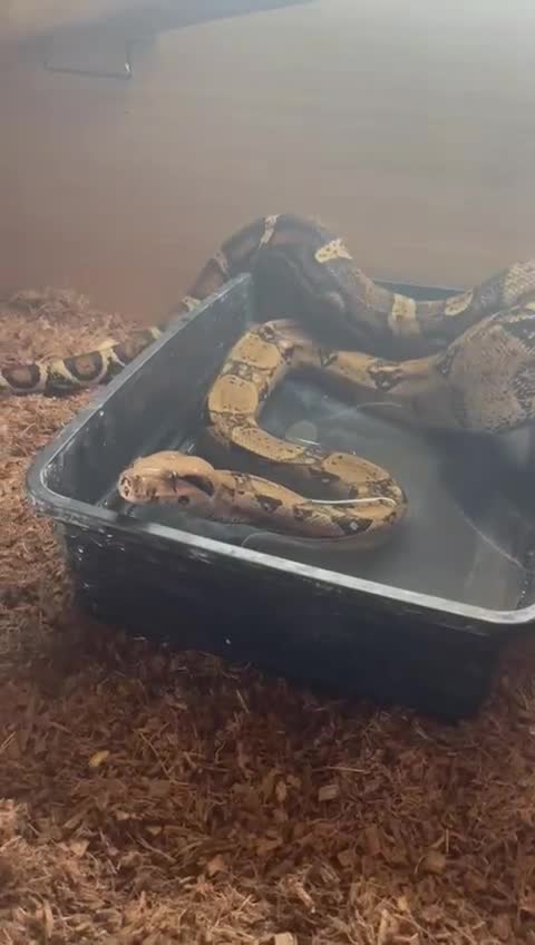 Boa Snake reptiles for sale: 3 year old F boa. Mixed morph/Guyanese red tail - Video 1