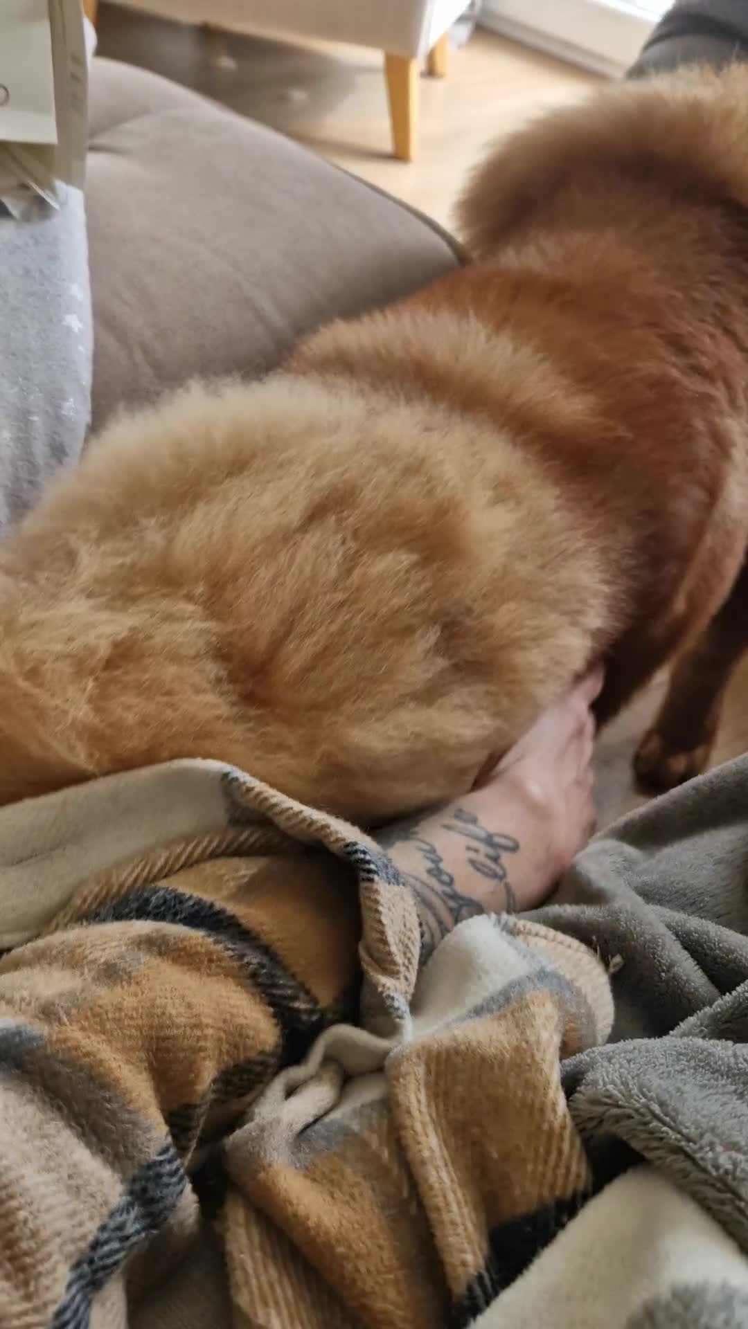 Chow Chow dogs for stud: Chow Chow available for Stud - Video 2