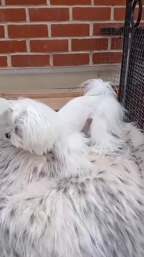 Maltese dogs for stud:  Miniature Korean maltese stud  - Video 1