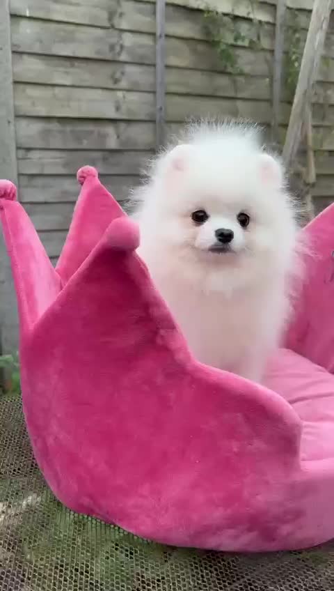 Pomeranian dogs for sale: White and Cream Pomeranian Boys in London - Video 2