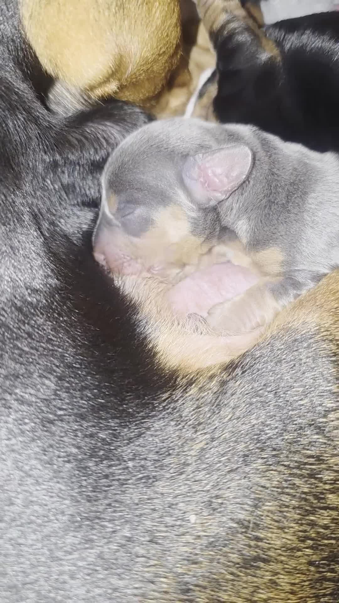 Miniature Dachshund dogs for sale: Gorgeous Litter Of Miniature Dachshunds  - Video 1