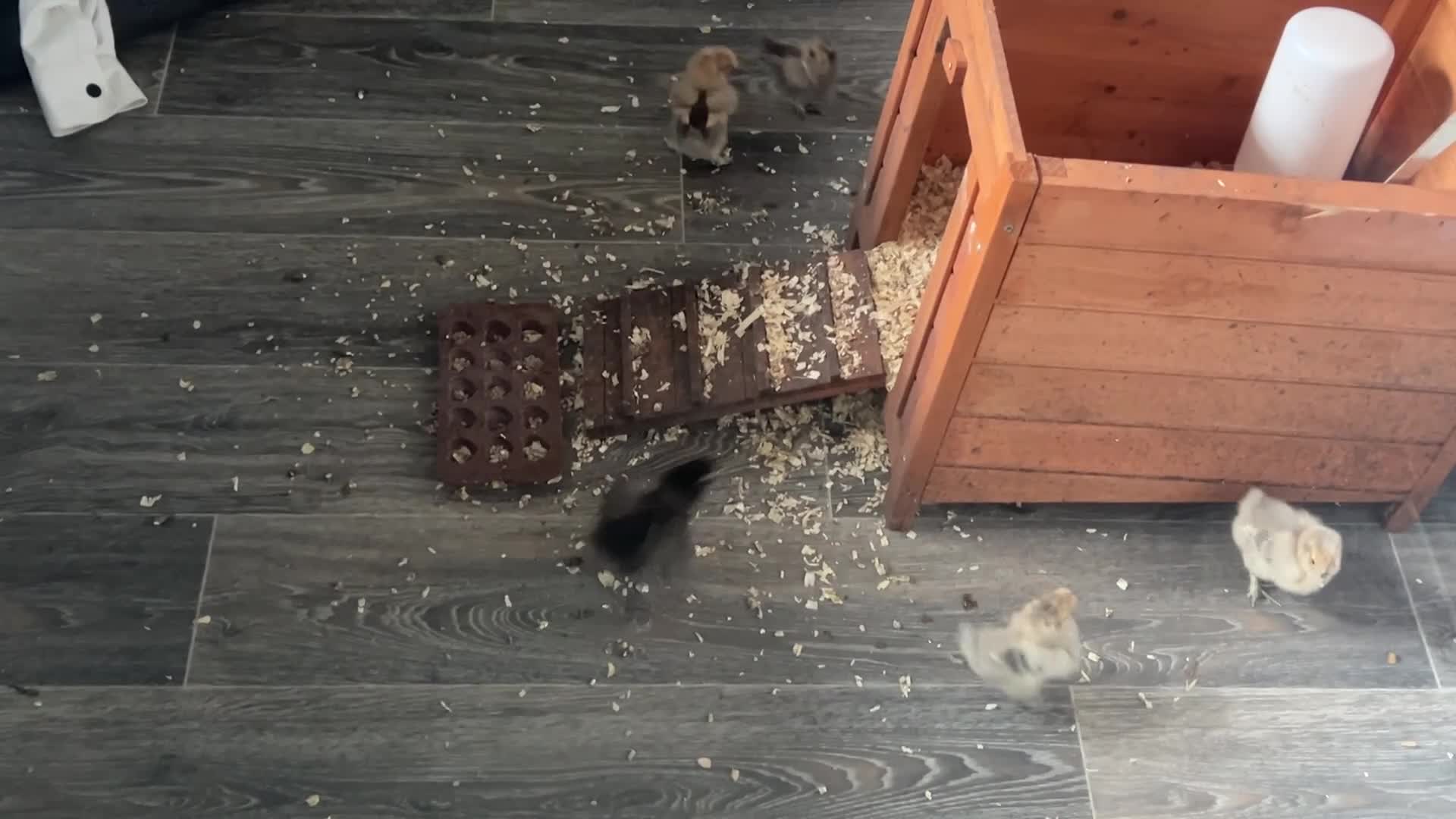 Chickens poultry for sale: Silkie chicks - Video 1