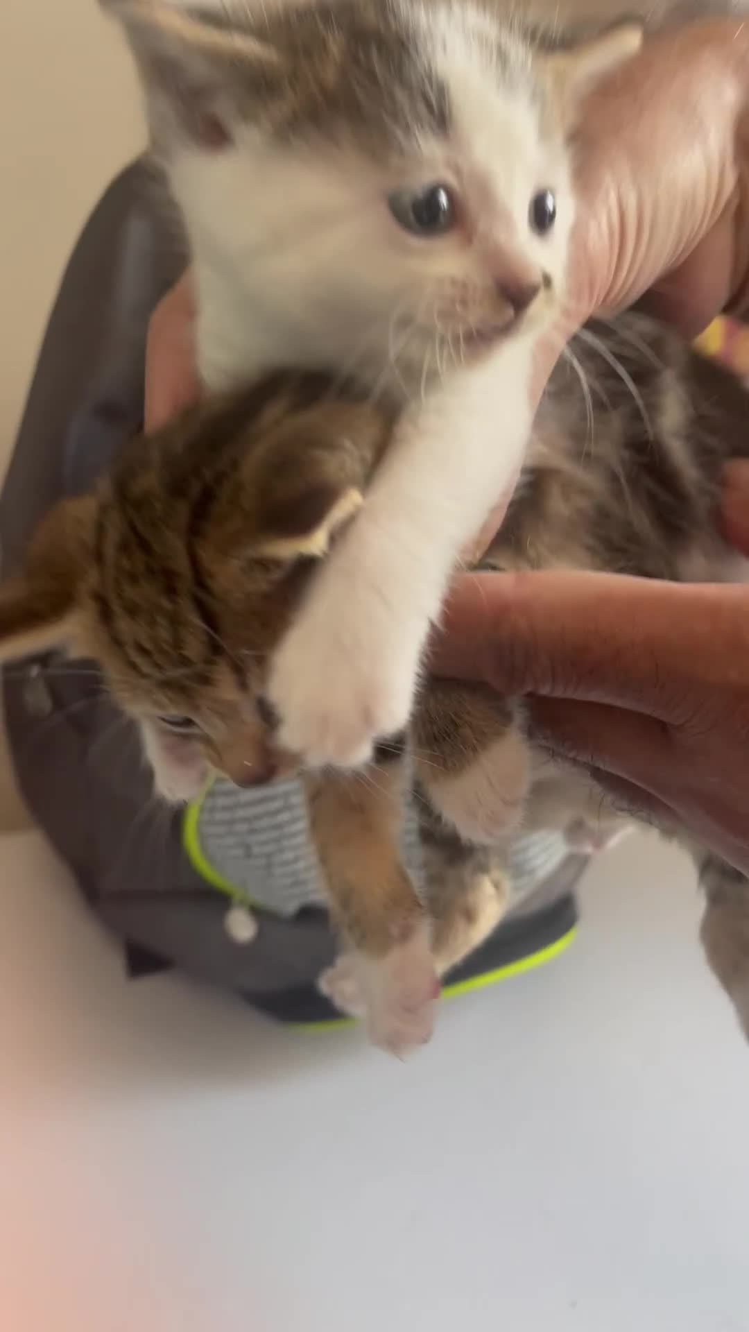 American Shorthair cats for sale: 2 Beautiful Tabby Kittens For sale - Video 1