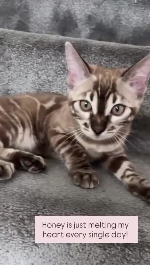 Bengal cats for sale: Beautiful Bengal Girl 🐆 - Video 1