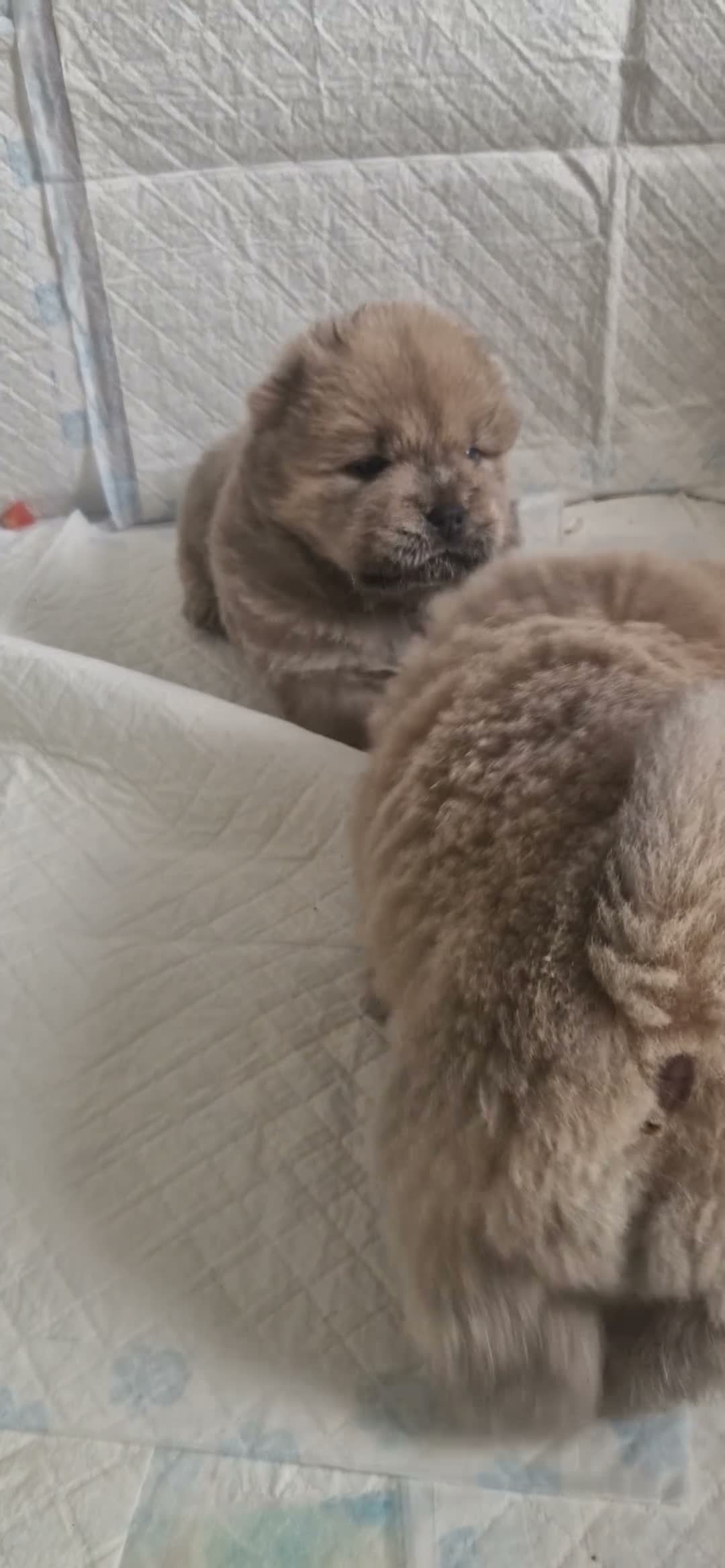 Chow Chow dogs for sale: 💙 CHOW CHOW 🧡 - Video 1