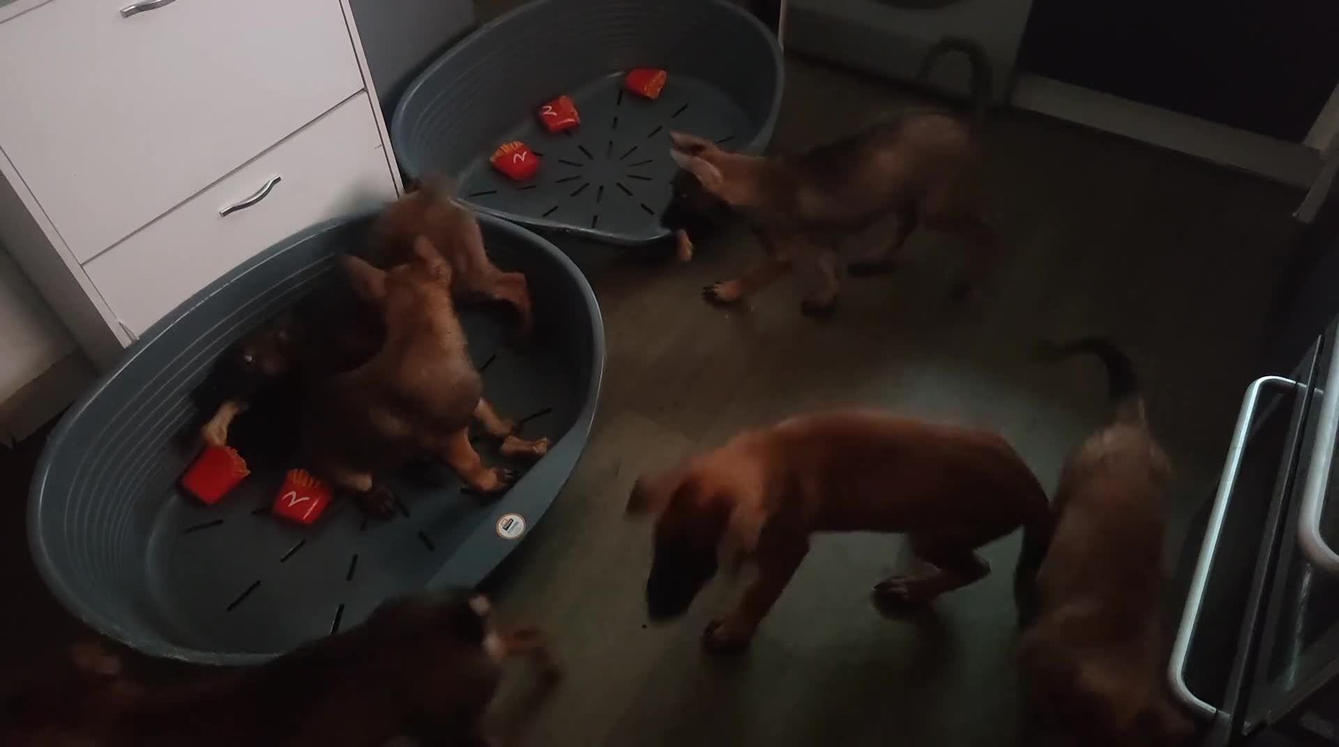 Belgian Shepherd Dog dogs for sale: Belgium malinois puppies  - Video 1