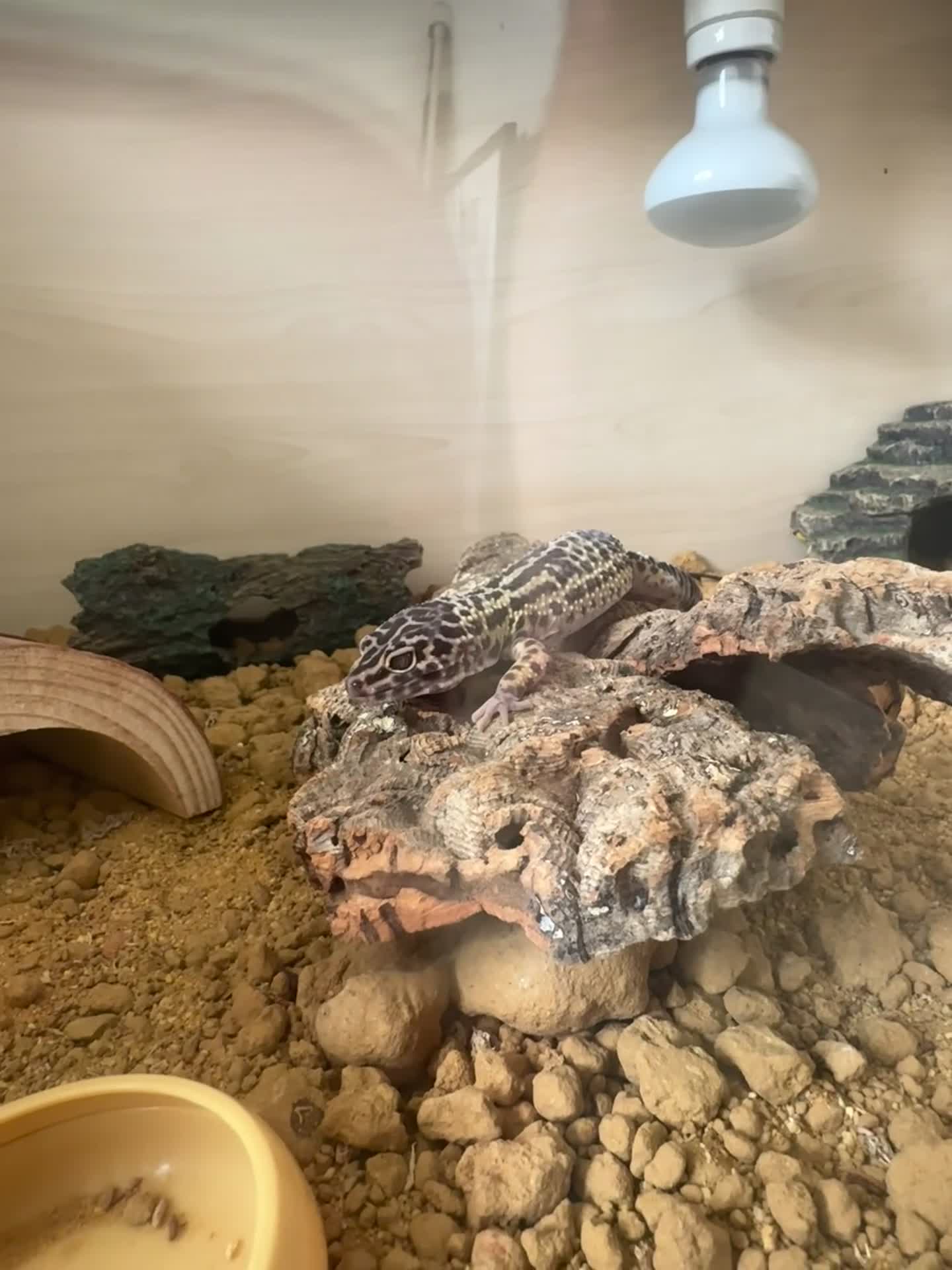Leopard Gecko reptiles for sale: Mack snow leopard geko and full set up  in Nottingham - Video 1