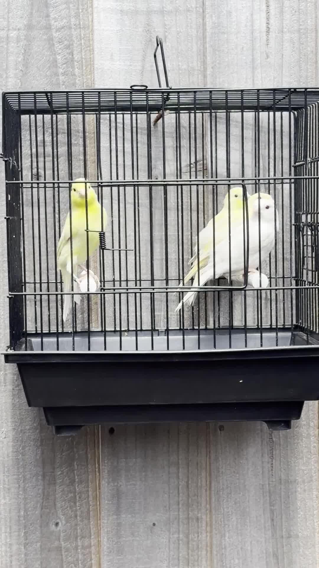 Canaries birds for sale: 4 young Red Eyed Satinette canaries  - Video 1