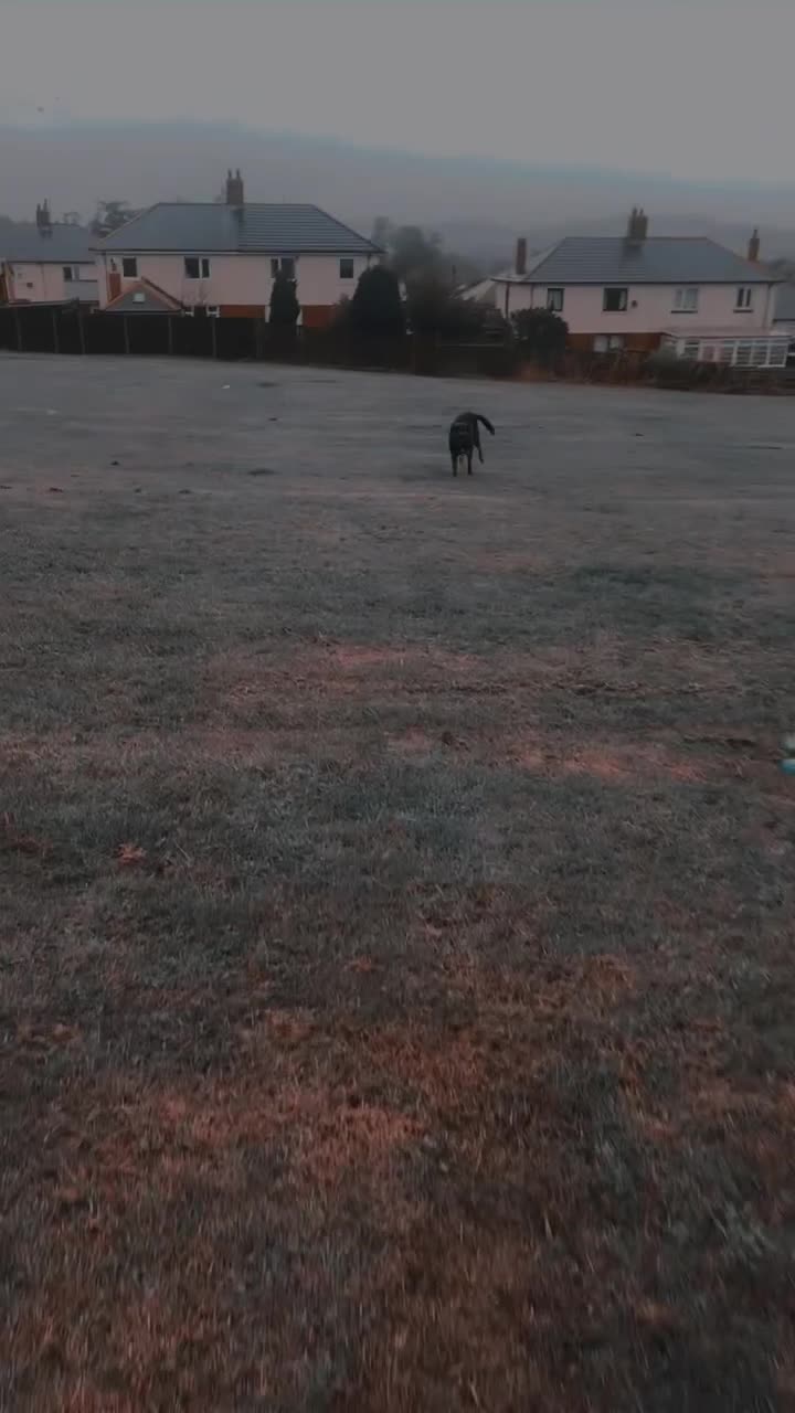 Labrador Retriever dogs for sale: Marley  in Duns - Video 2