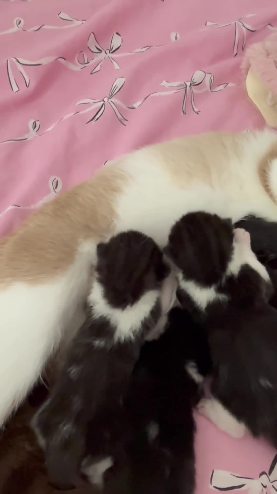Mixed Breed cats for sale: Snowshoe kittens  - Video 3