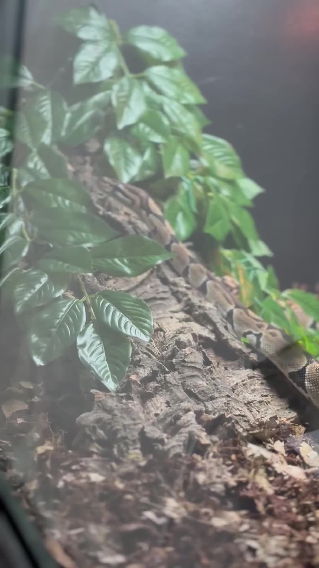 Python Snake reptiles for sale: Reggie the Loving Royal Python - 3 Years Old - Video 1