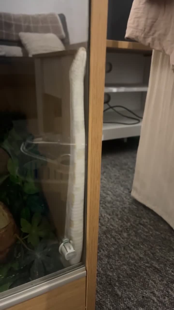 Corn Snake reptiles for sale: Albino corn snake  - Video 3