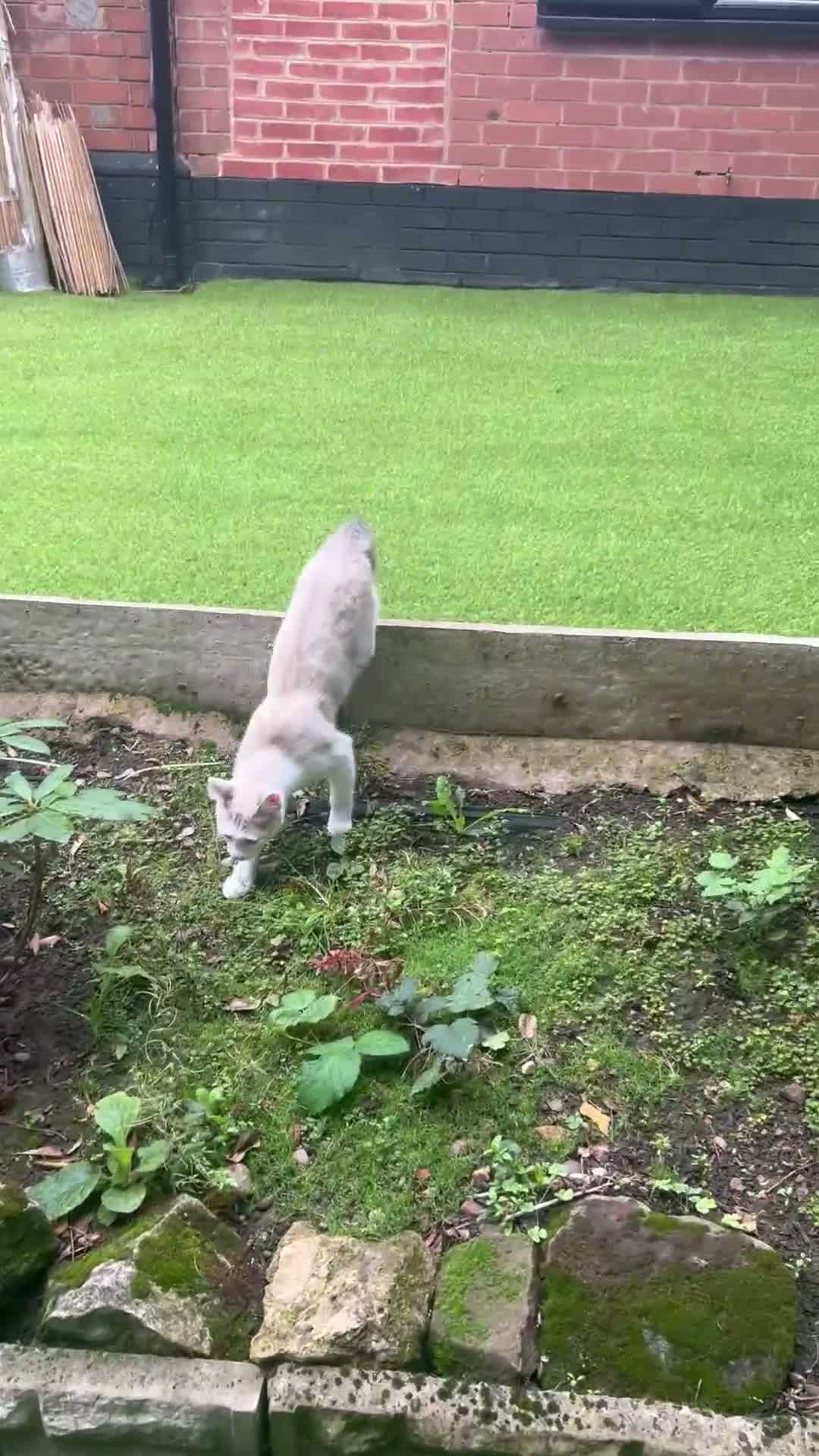 Mixed Breed cats for sale: 2 kitten male brothers  - Video 1