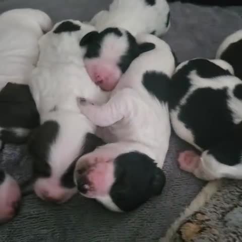 English Springer Spaniel dogs for sale:  🐶 Adorable Springer Spaniel Puppies🐾 - Video 1