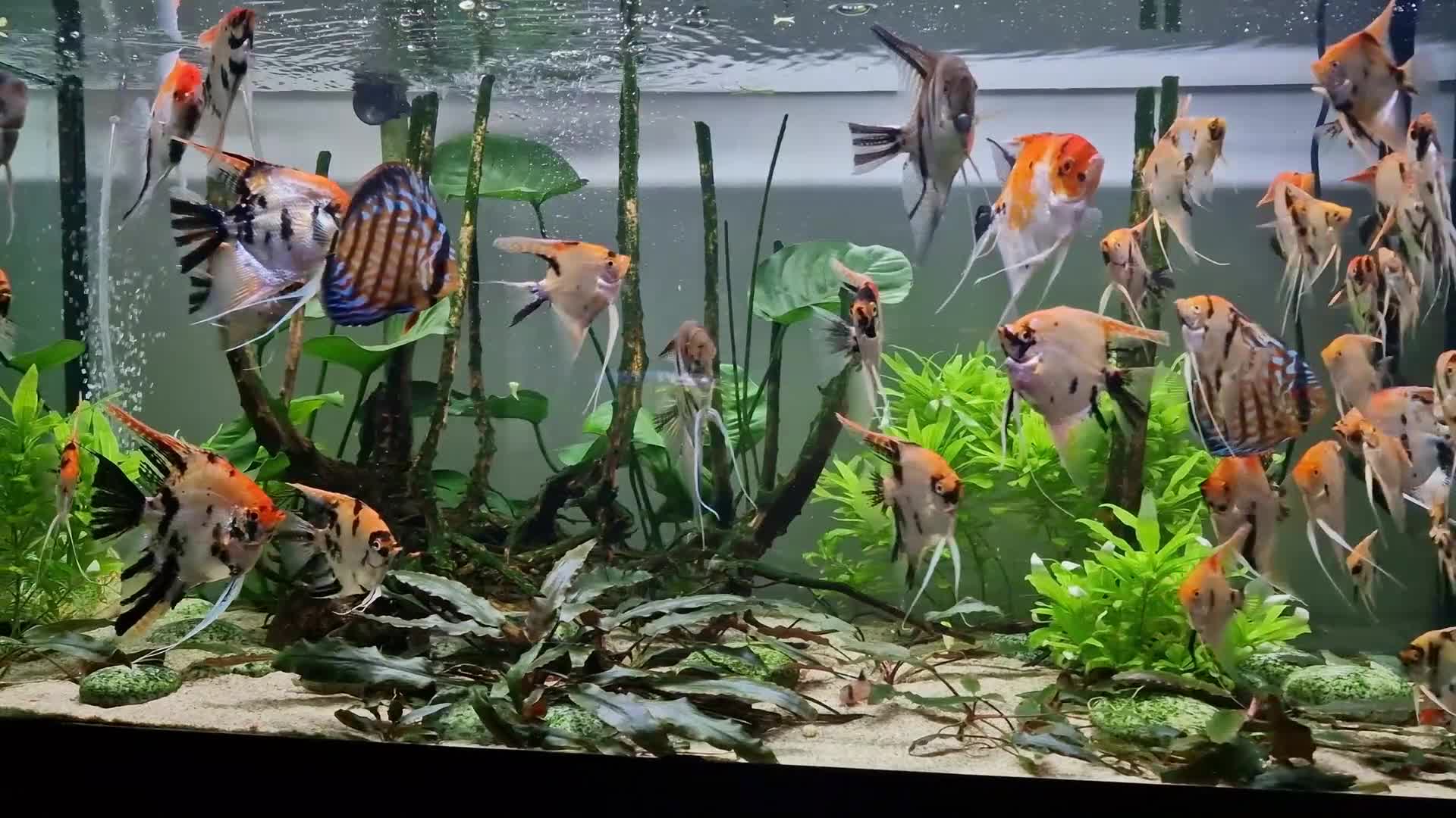 Angelfish fish for sale: Koi/Marble Angelfish - Video 1