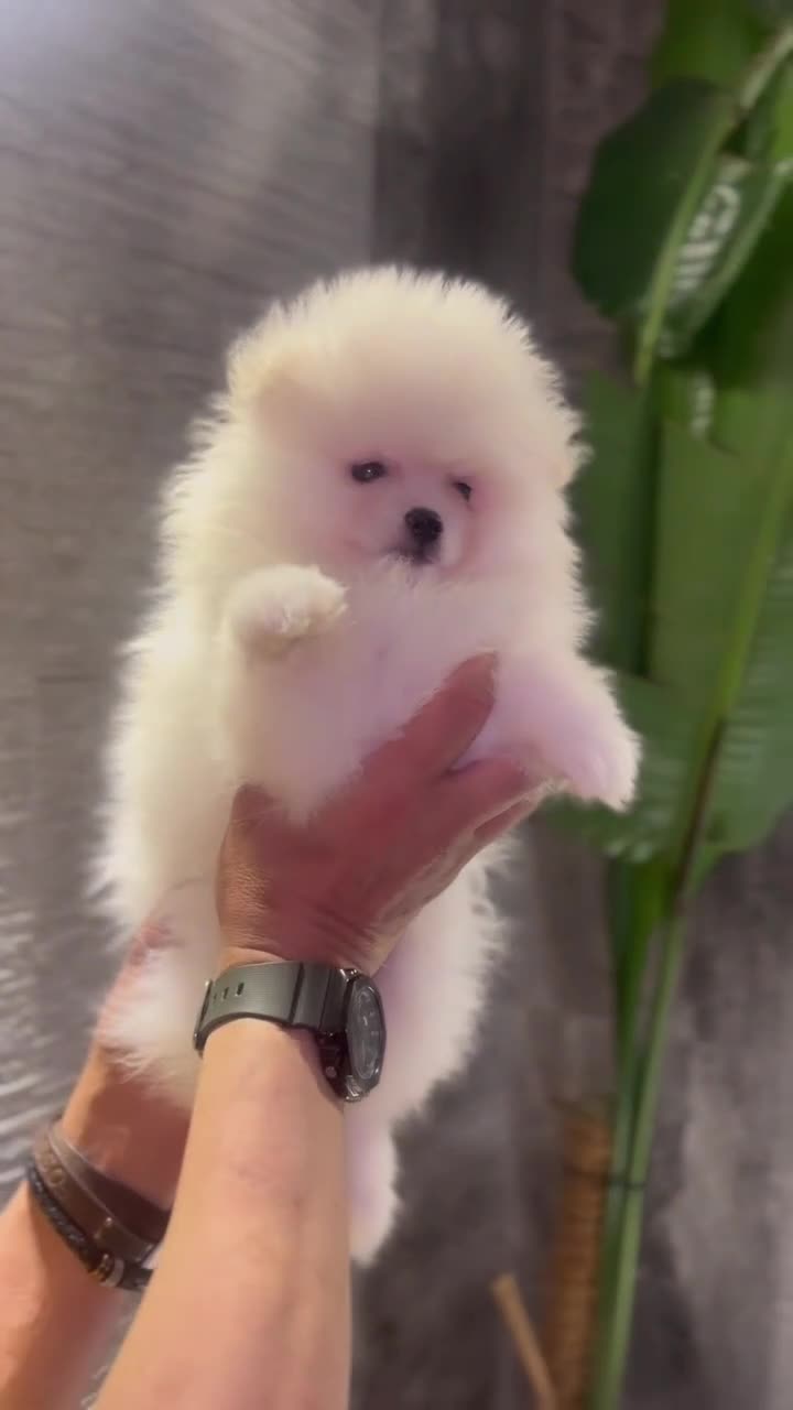Pomeranian dogs for sale: Adorable Purebred Pomeranian Puppies  - Video 2