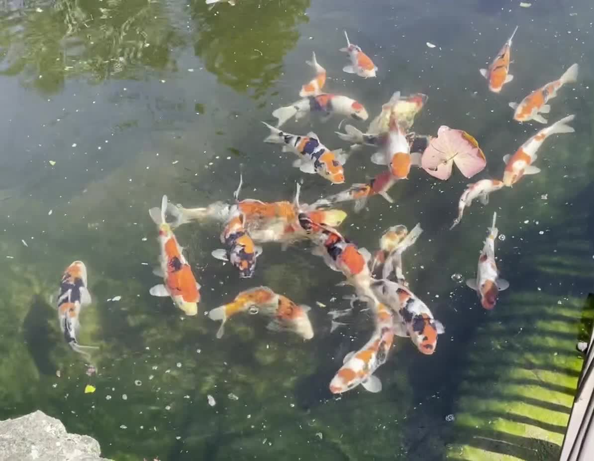 Koi Carp fish for sale: Koi for sale - Video 2