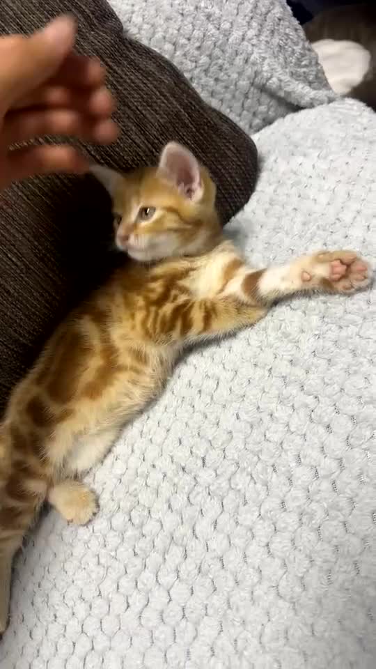 Domestic Shorthair cats for sale: Adorable Orange Tabby Kitten  - Video 1
