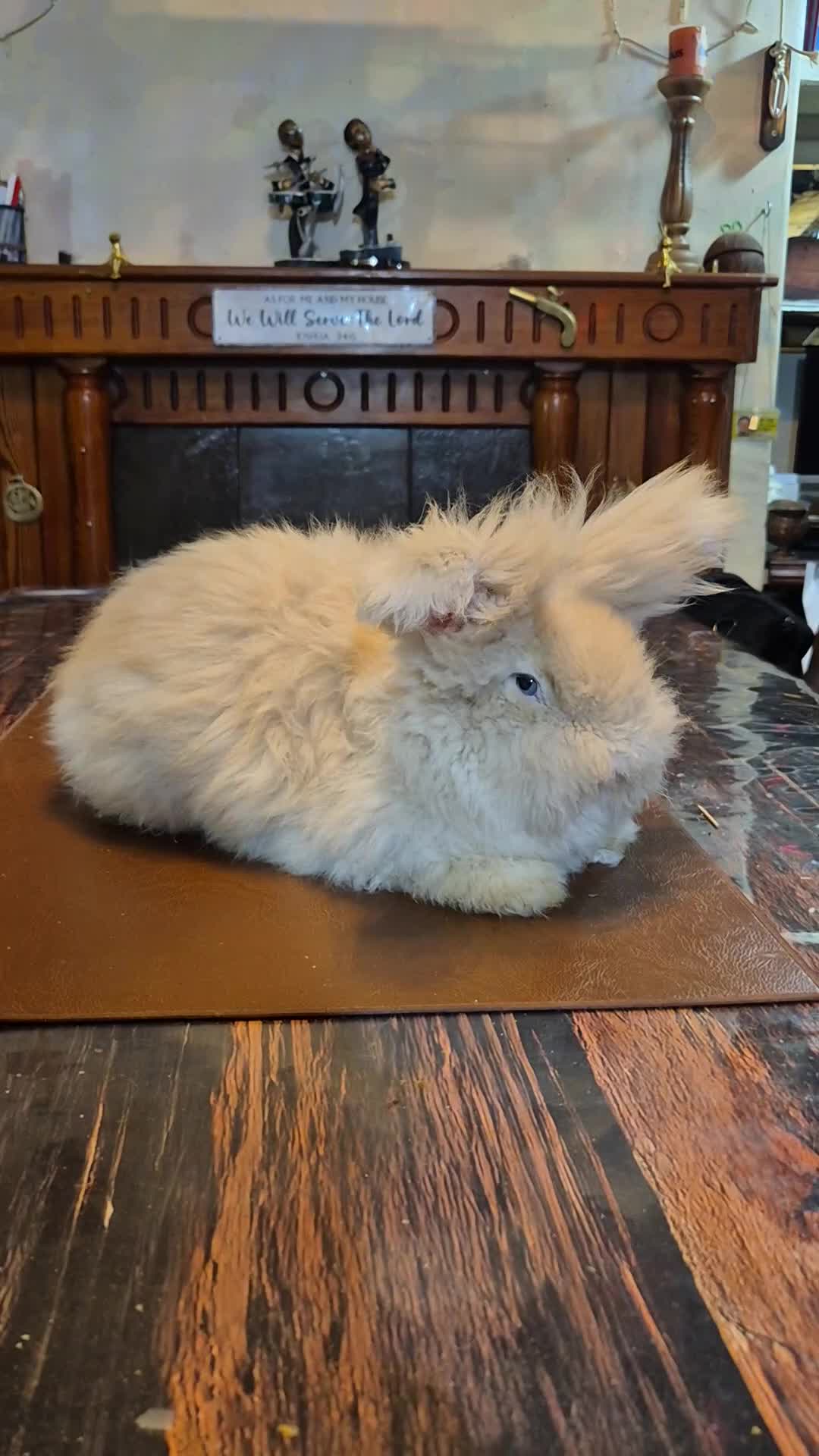 Angora rabbits for sale: Gorgeous Angora Rabbits, Pure Bred Full Faced. - Video 2
