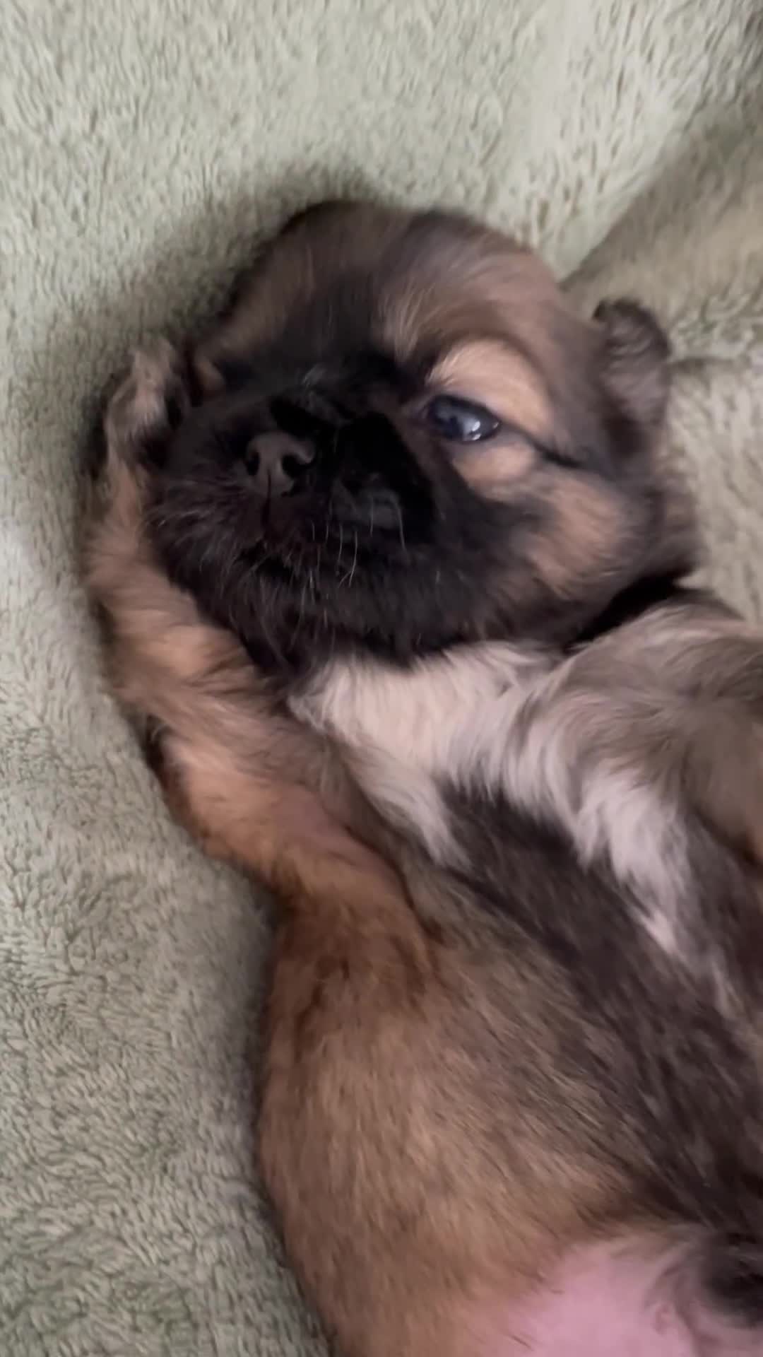 Shih Tzu dogs for sale: Adorable Imperial Shih Tzu Puppies - Video 3