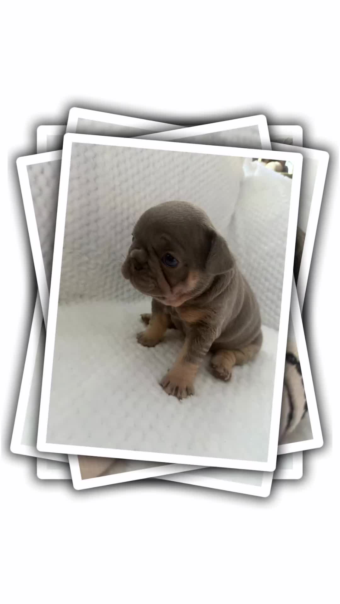 French Bulldog dogs for sale: Exclusive French Bulldog Puppies - Video 1