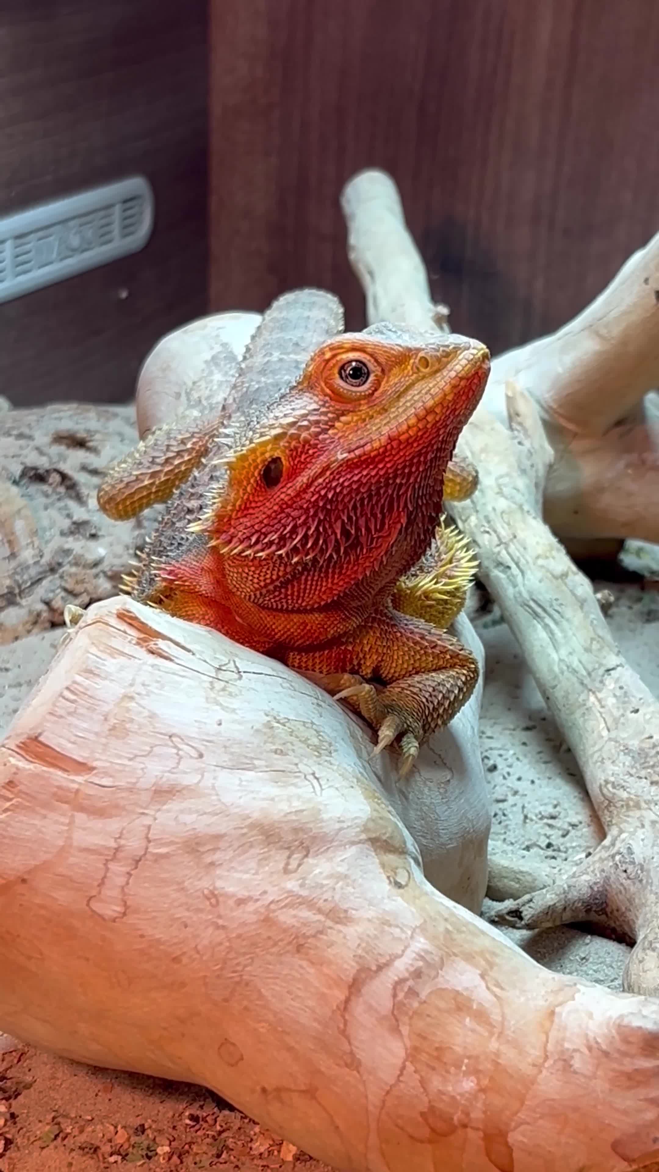 Bearded Dragon reptiles for sale: Red Translucent Bearded Dragon - Video 1