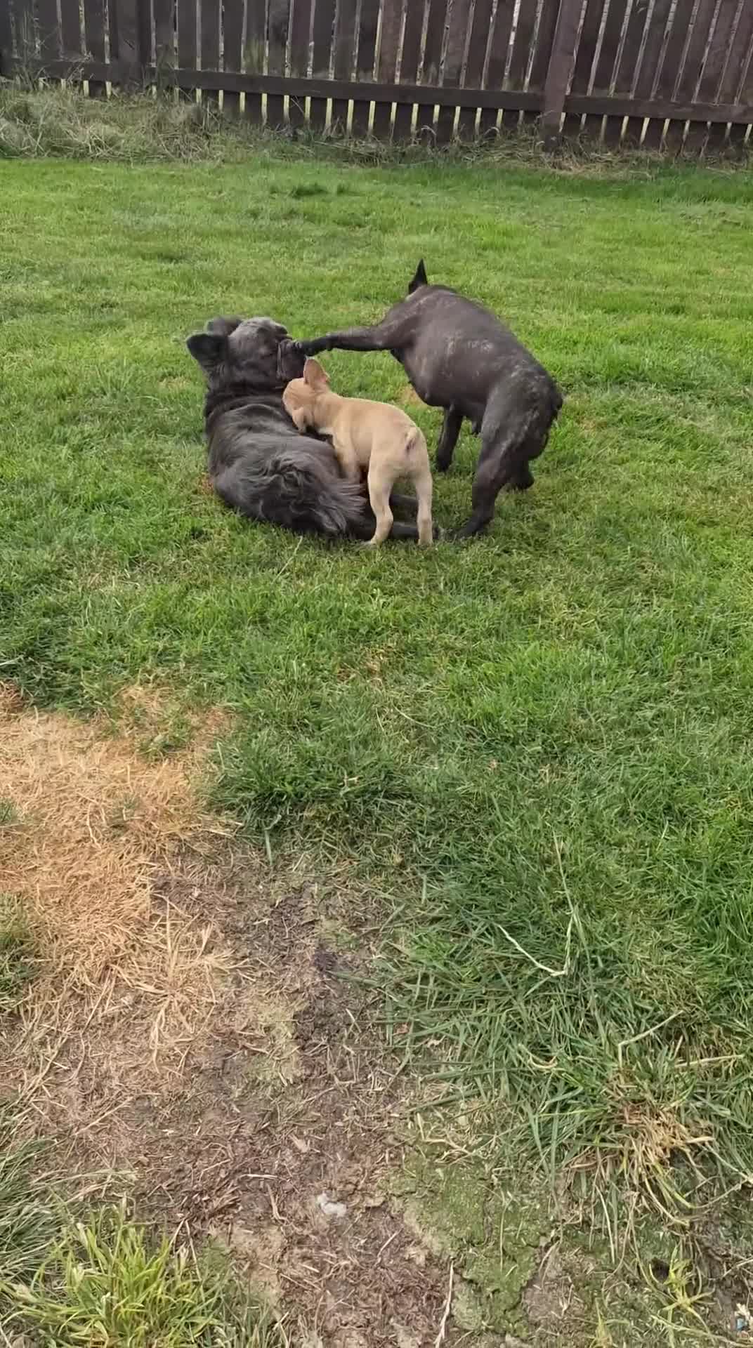 French Bulldog dogs for stud: Visual blue fluffy frenchie for stud  - Video 1