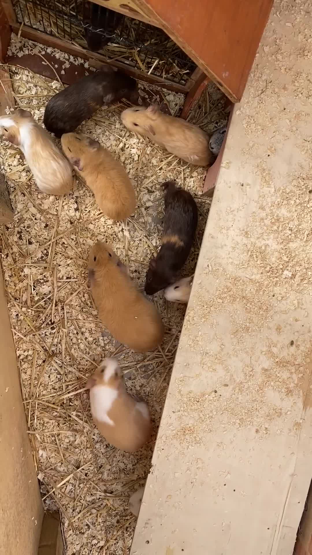 Guinea Pig rodents for sale: Mixed sex little piggies  - Video 1
