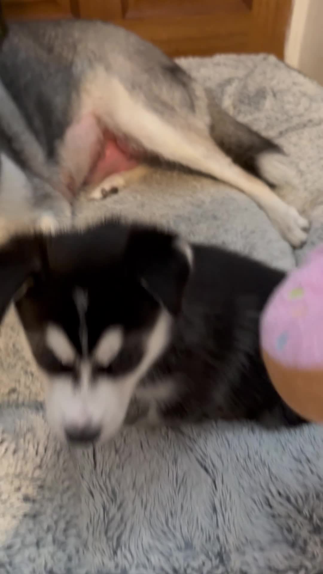 Siberian Husky dogs for sale: Gorgeous, Healthy & Fully Insured Siberian puppies in Stanmore - Video 4