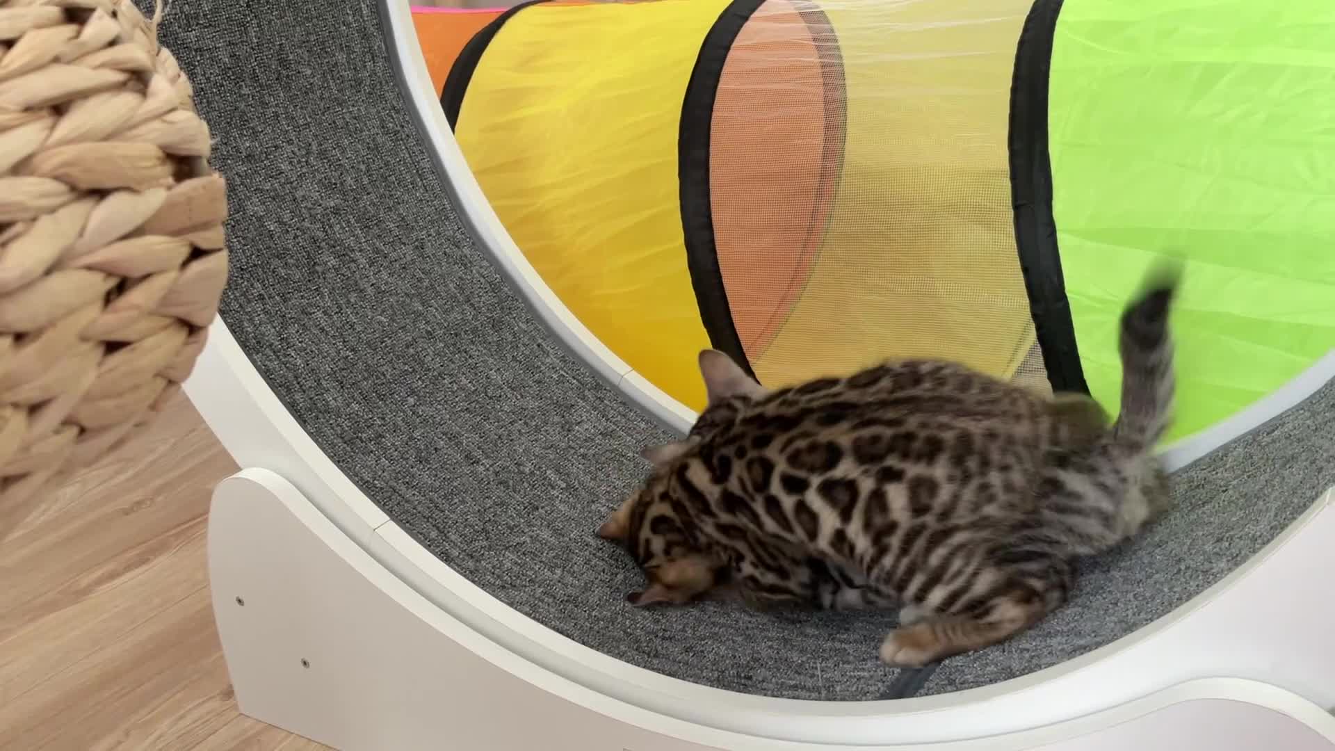 Bengal cats for sale: 🏆🥇Luxury Champion Pure Bengals🥇🏆 - Video 1