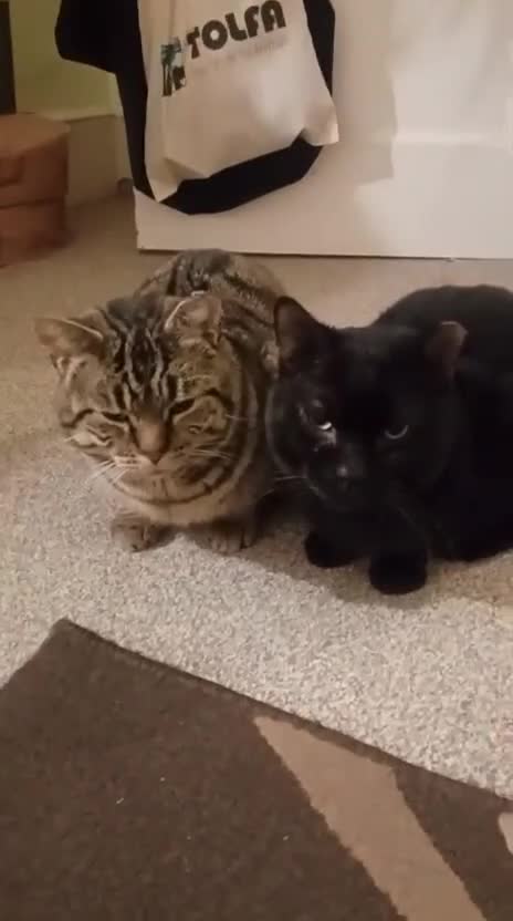 Mixed Breed cats for adoption: Bonded pair Hector & Hercules - Video 4