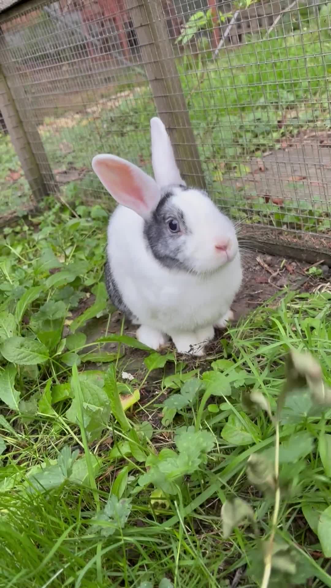 English Spot rabbits for sale: Rabbits looking for a good home - Video 1