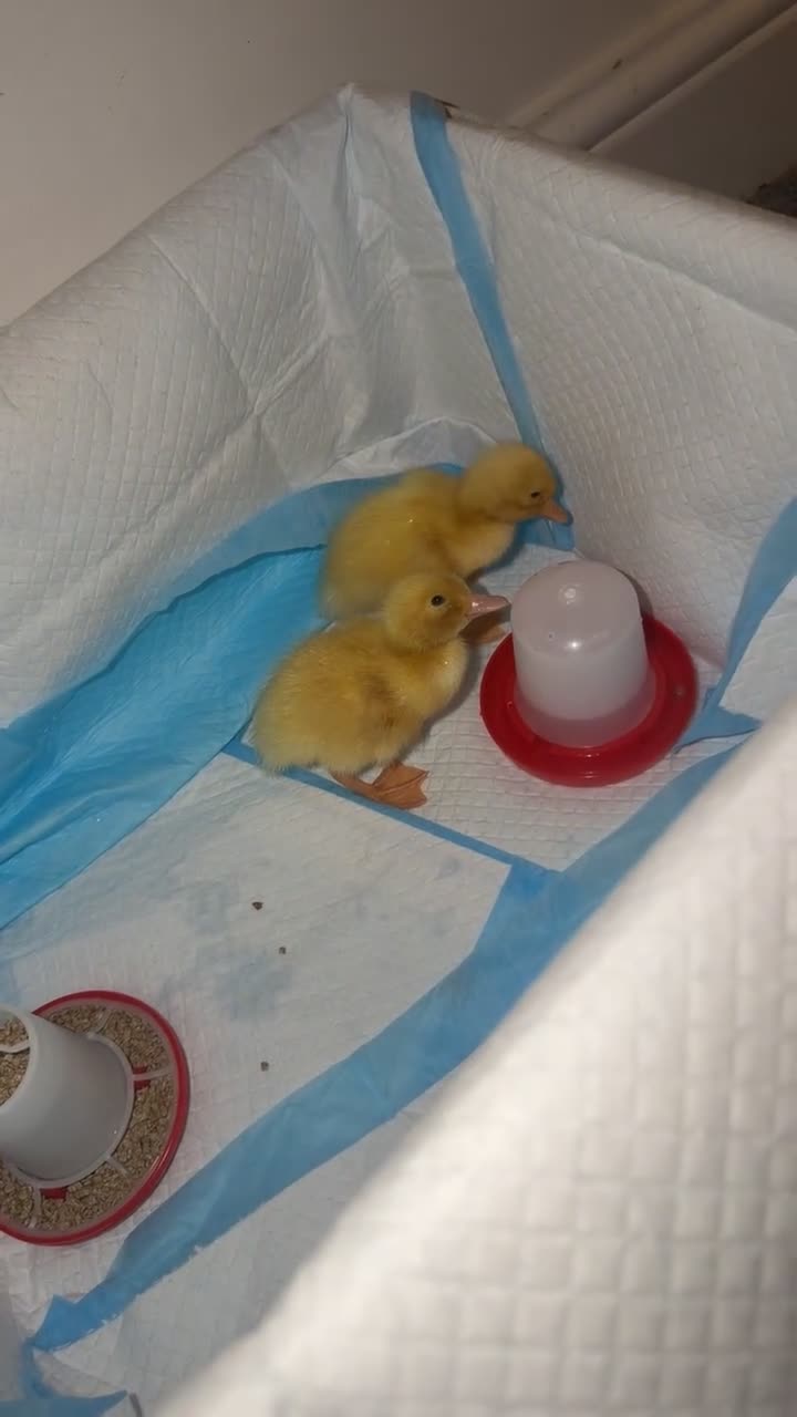 Mixed Breed birds for sale: Braddock white babies in Romford - Video 3