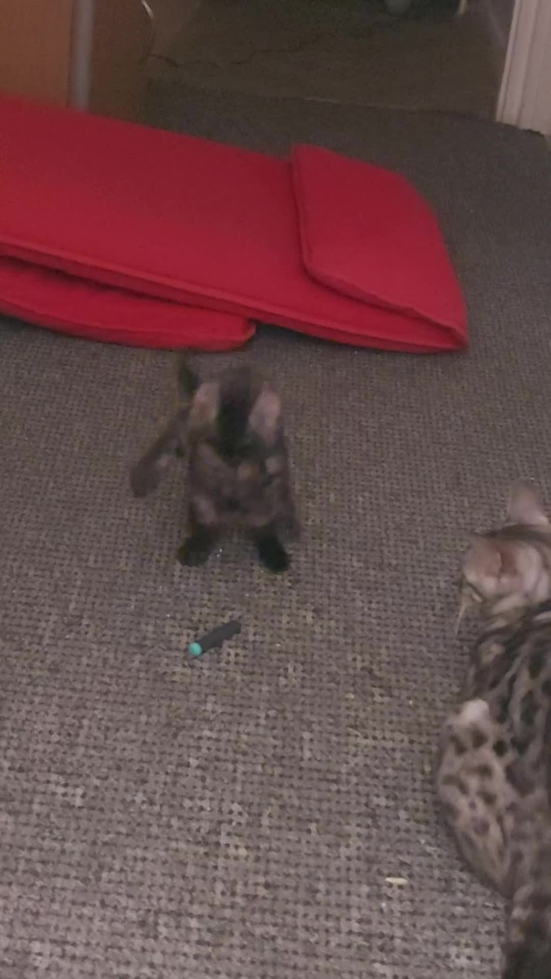 Bengal cats for sale: 2 Bengal Type Boys – Ready Now - Video 3