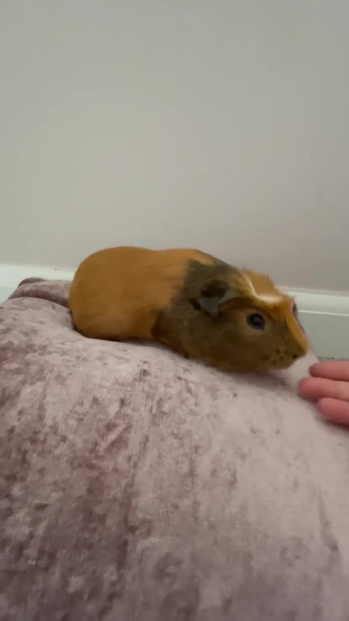 Guinea Pig rodents for sale: Female guinea pig  in Stonehouse - Video 2