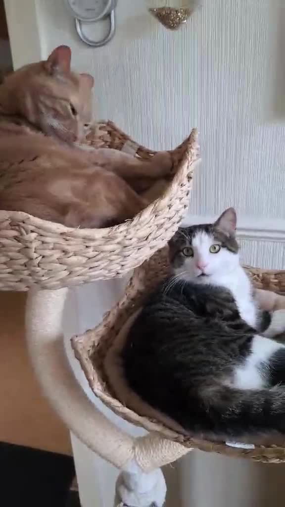 Mixed Breed cats for sale: 2 boys for adoption  - Video 2