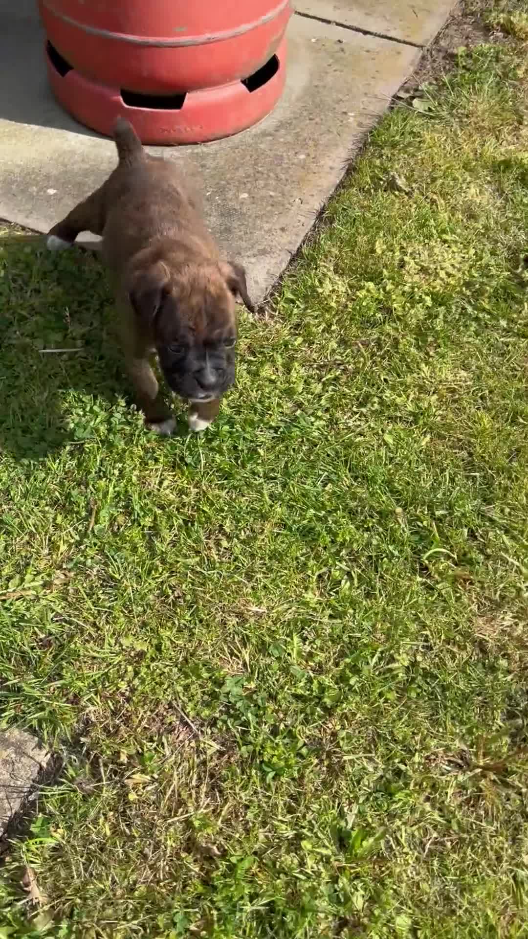 Boxer dogs for sale: 5 Star Licensed Breeder 23 years experience  - Video 1