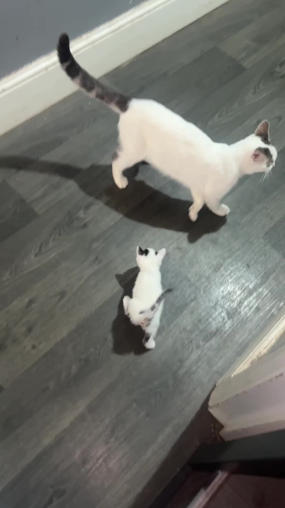 Mixed Breed cats for sale: Beautiful kittens  - Video 1