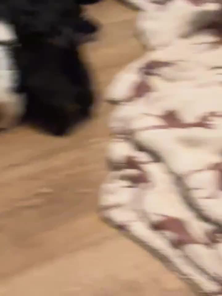 Shih Tzu dogs for sale: Shih Tzu puppies  - Video 1